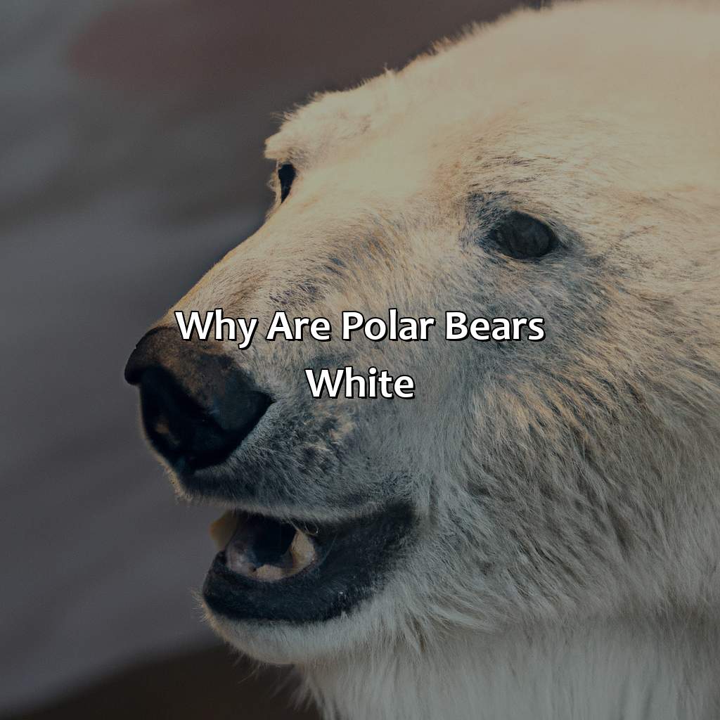 Why Are Polar Bears White? - What Color Are Polar Bears Fur, 