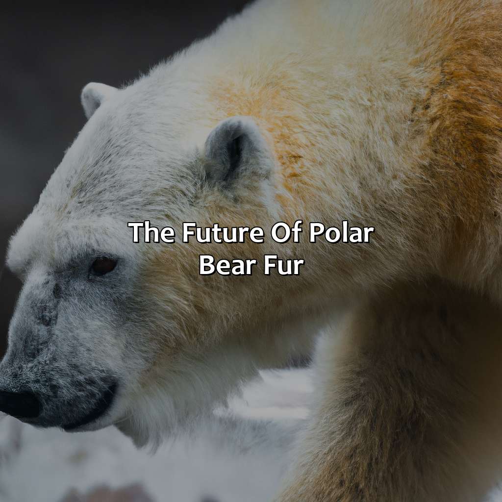 The Future Of Polar Bear Fur - What Color Are Polar Bears Fur, 