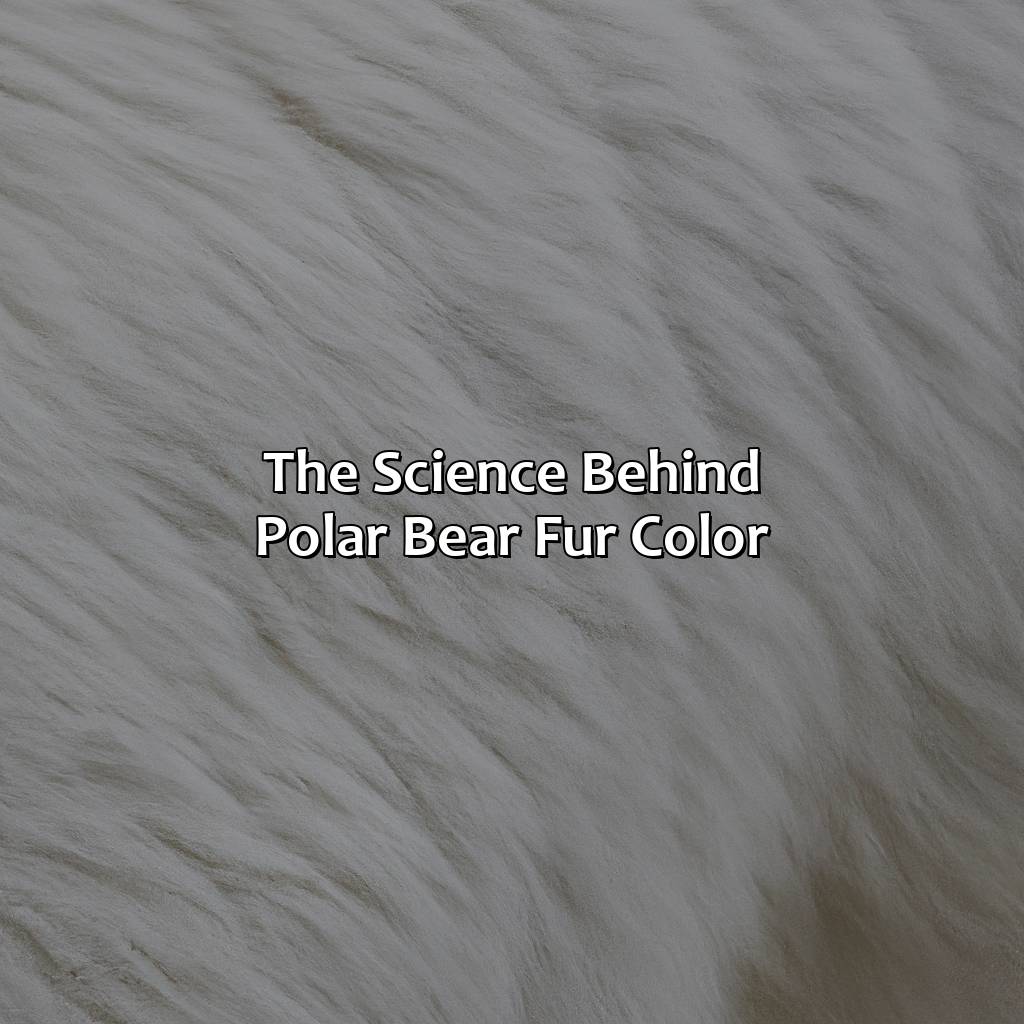 The Science Behind Polar Bear Fur Color - What Color Are Polar Bears Fur, 