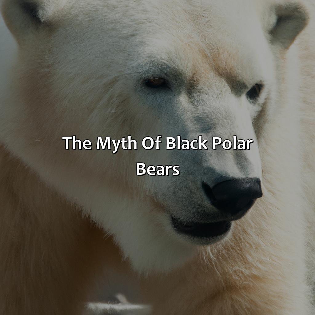 The Myth Of Black Polar Bears - What Color Are Polar Bears Fur, 