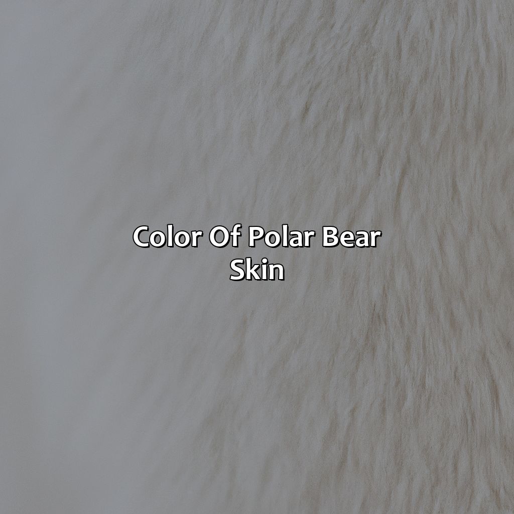 Color Of Polar Bear Skin  - What Color Are Polar Bears Skin, 