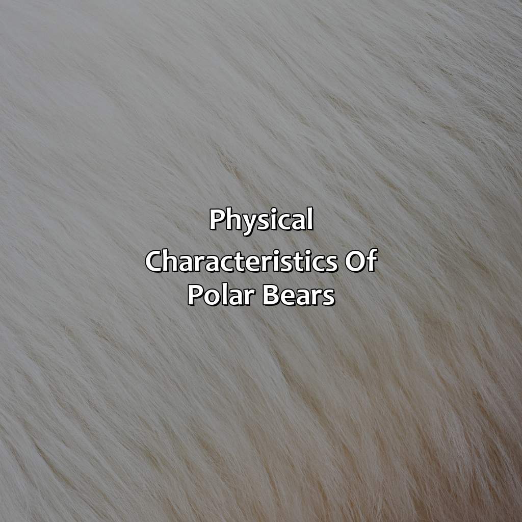 Physical Characteristics Of Polar Bears  - What Color Are Polar Bears Skin, 