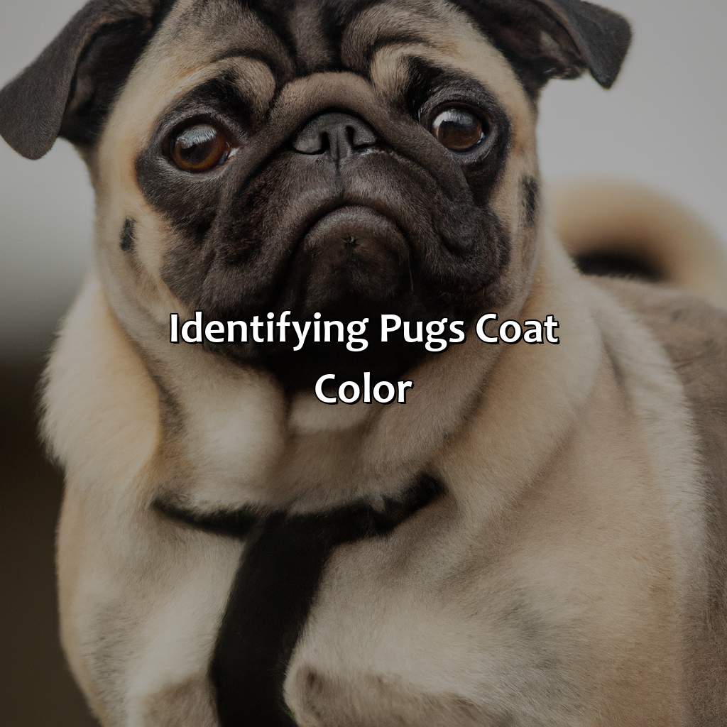 Identifying Pug