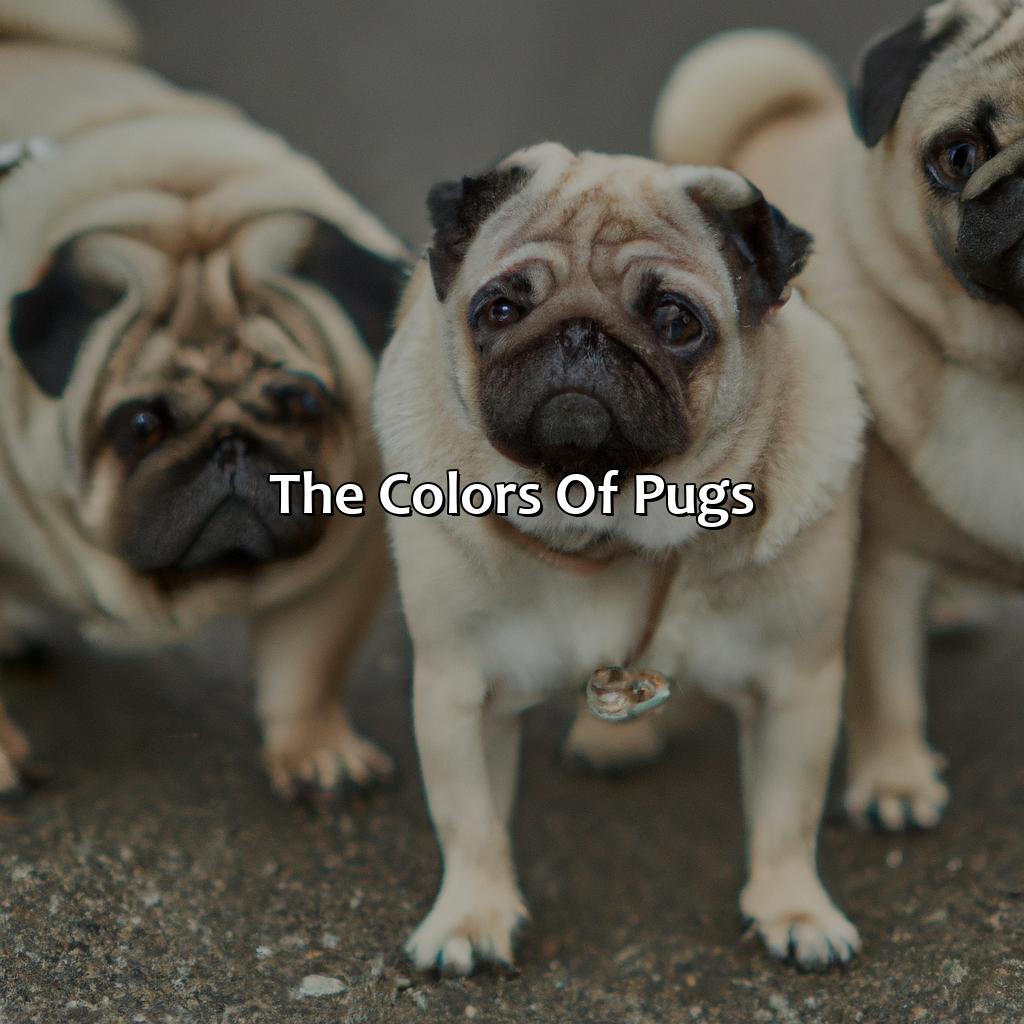 The Colors Of Pugs  - What Color Are Pugs, 