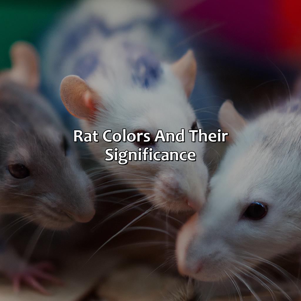Rat Colors And Their Significance  - What Color Are Rats, 