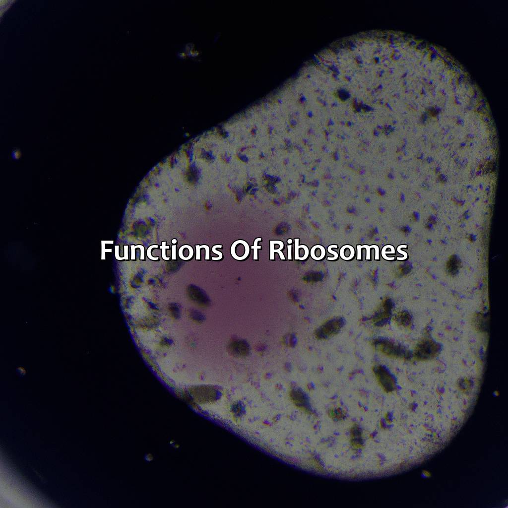 Functions Of Ribosomes  - What Color Are Ribosomes, 