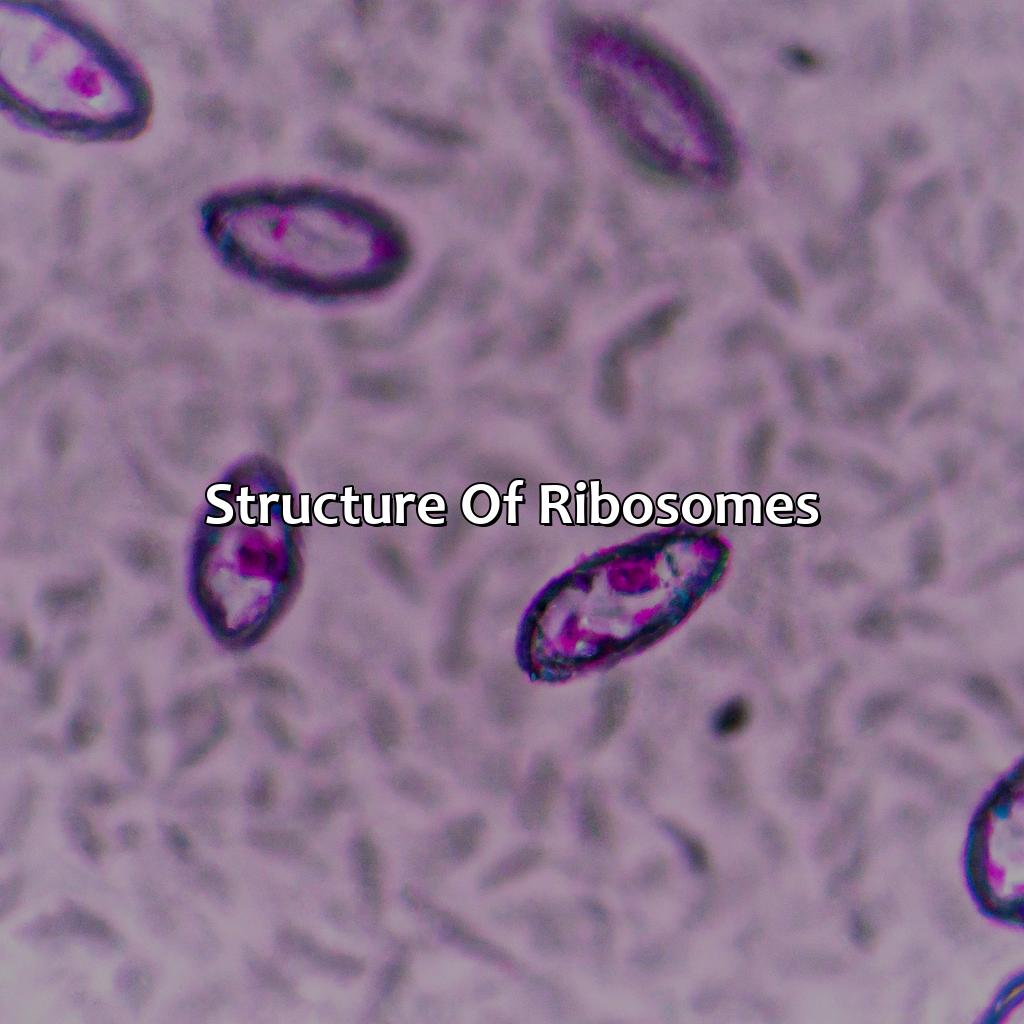 Structure Of Ribosomes  - What Color Are Ribosomes, 