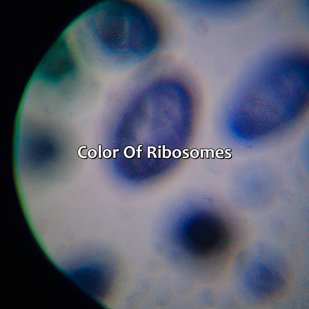 Color Of Ribosomes  - What Color Are Ribosomes, 