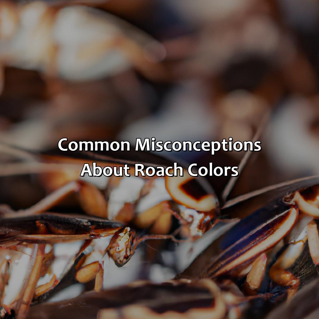 Common Misconceptions About Roach Colors  - What Color Are Roaches, 