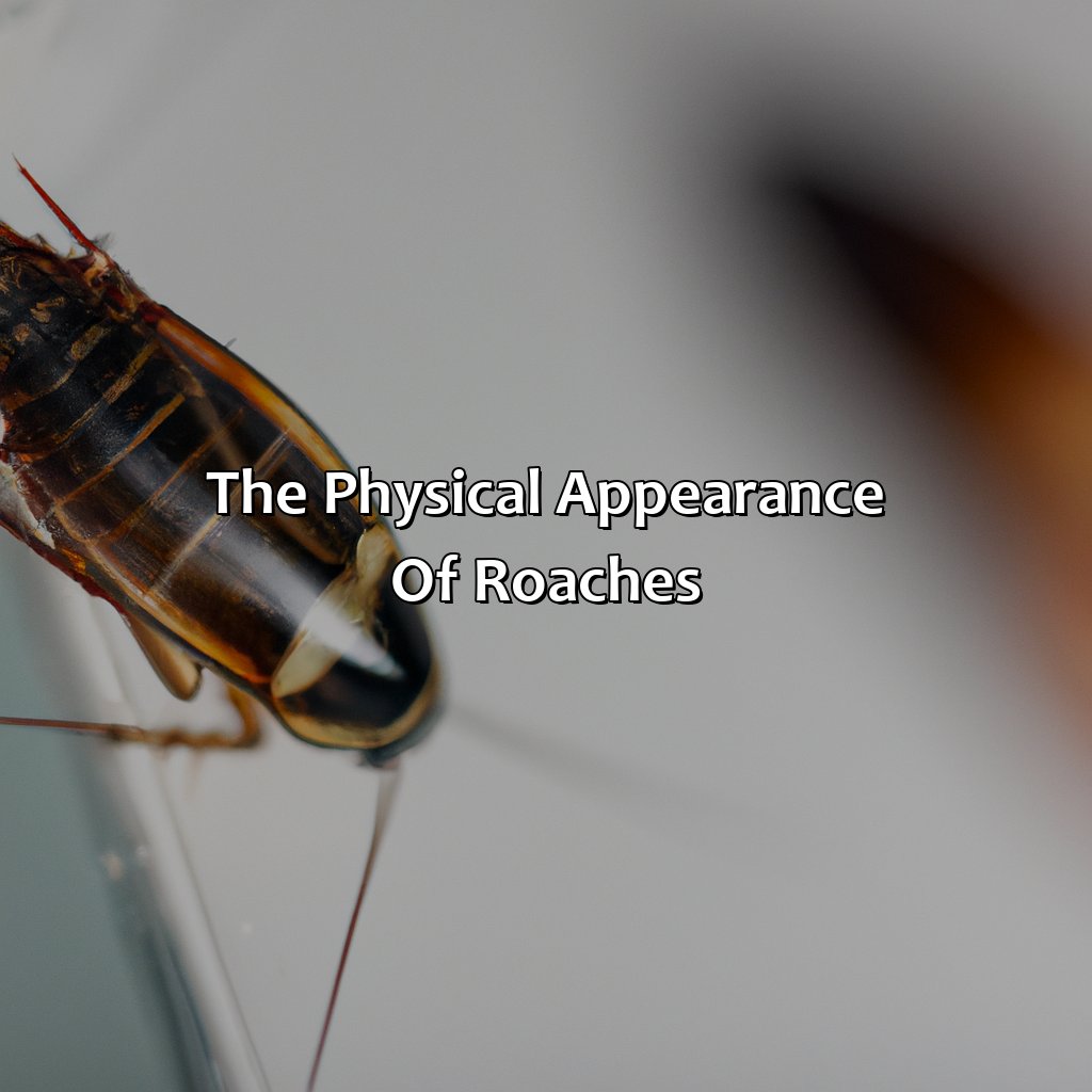 The Physical Appearance Of Roaches - What Color Are Roaches, 
