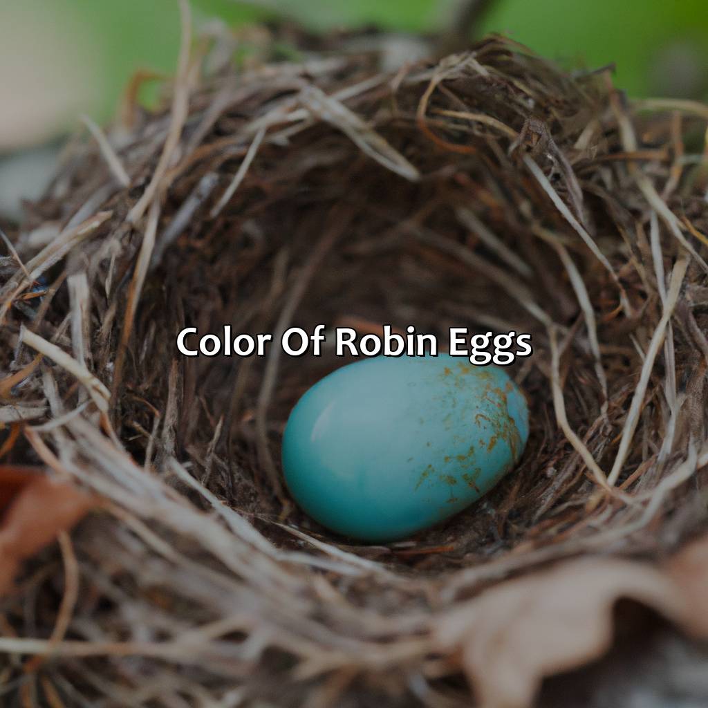 Color Of Robin Eggs  - What Color Are Robins Eggs, 
