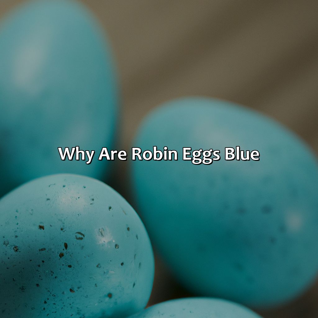 Why Are Robin Eggs Blue?  - What Color Are Robins Eggs, 