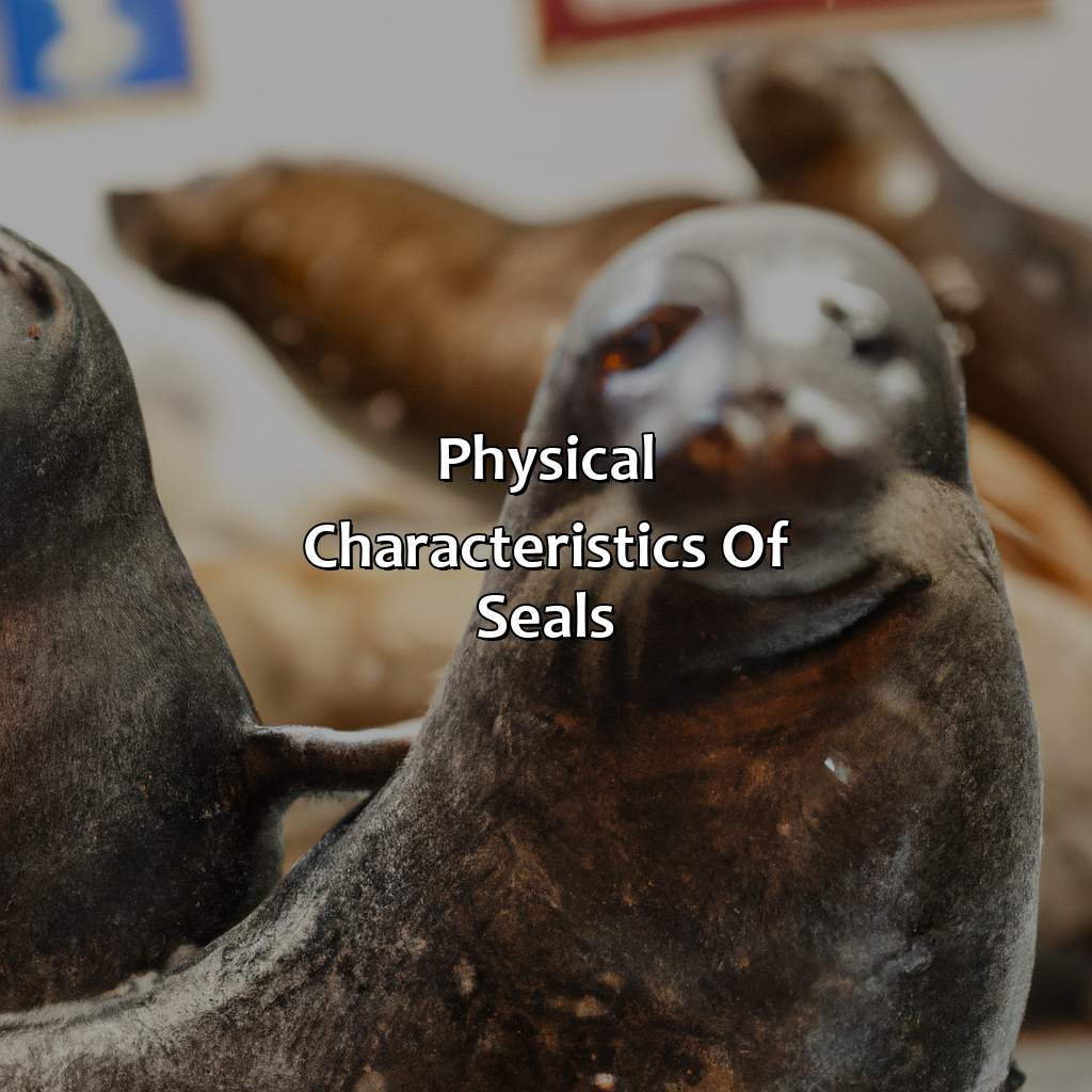 Physical Characteristics Of Seals  - What Color Are Seals, 