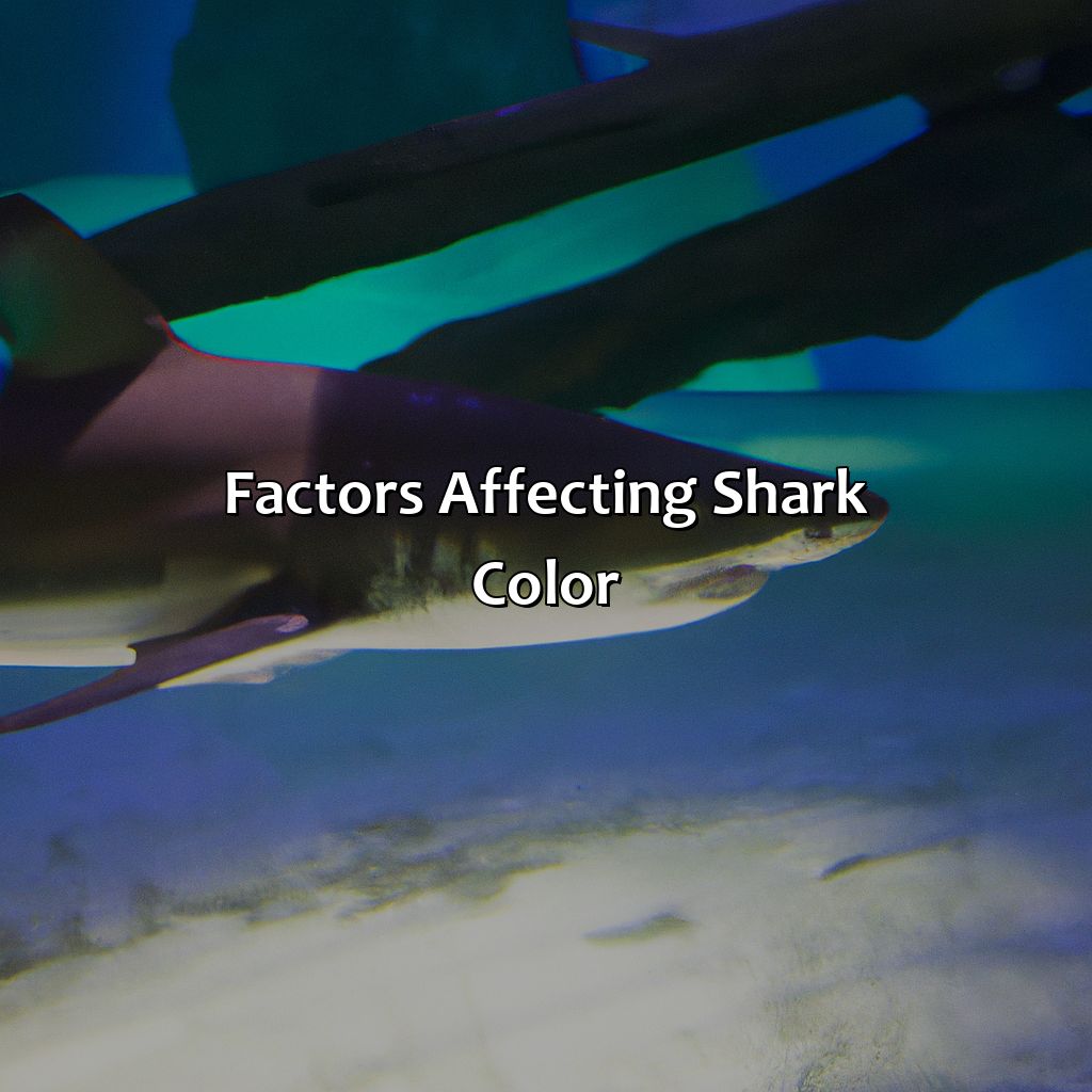 Factors Affecting Shark Color  - What Color Are Sharks, 