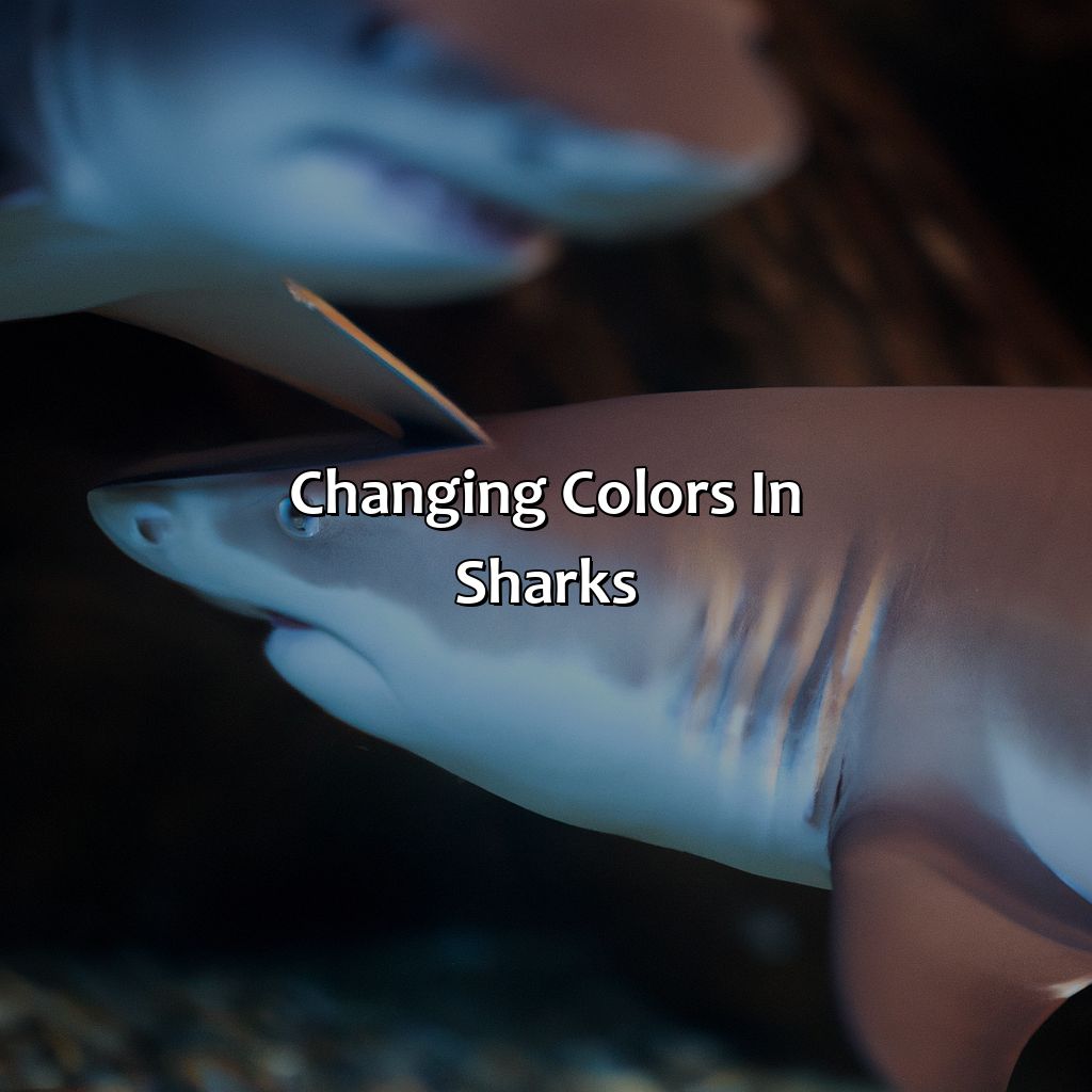 Changing Colors In Sharks  - What Color Are Sharks, 
