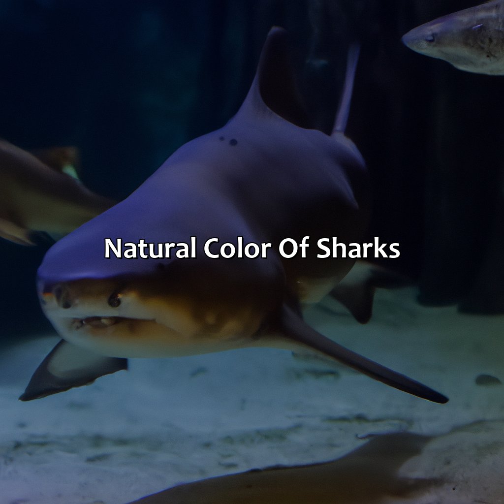 Natural Color Of Sharks  - What Color Are Sharks, 
