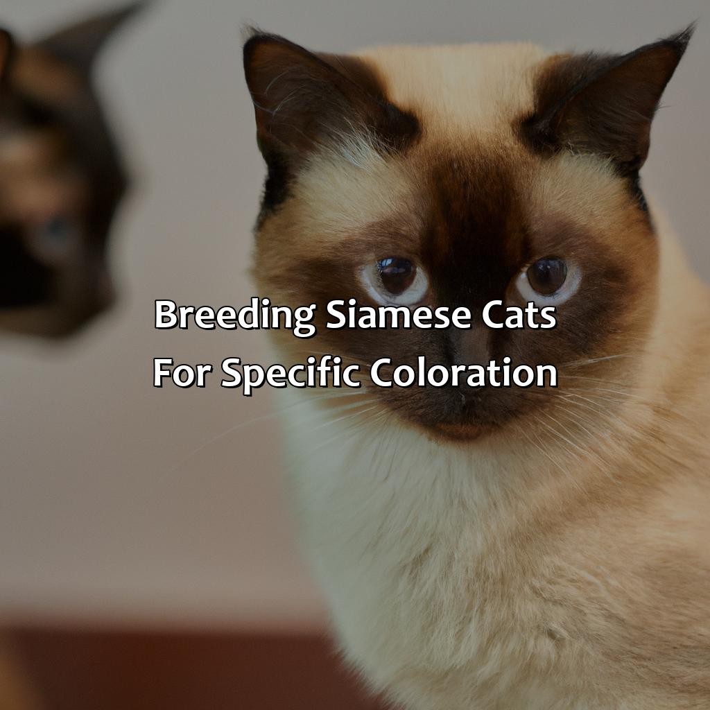 Breeding Siamese Cats For Specific Coloration  - What Color Are Siamese Cats, 