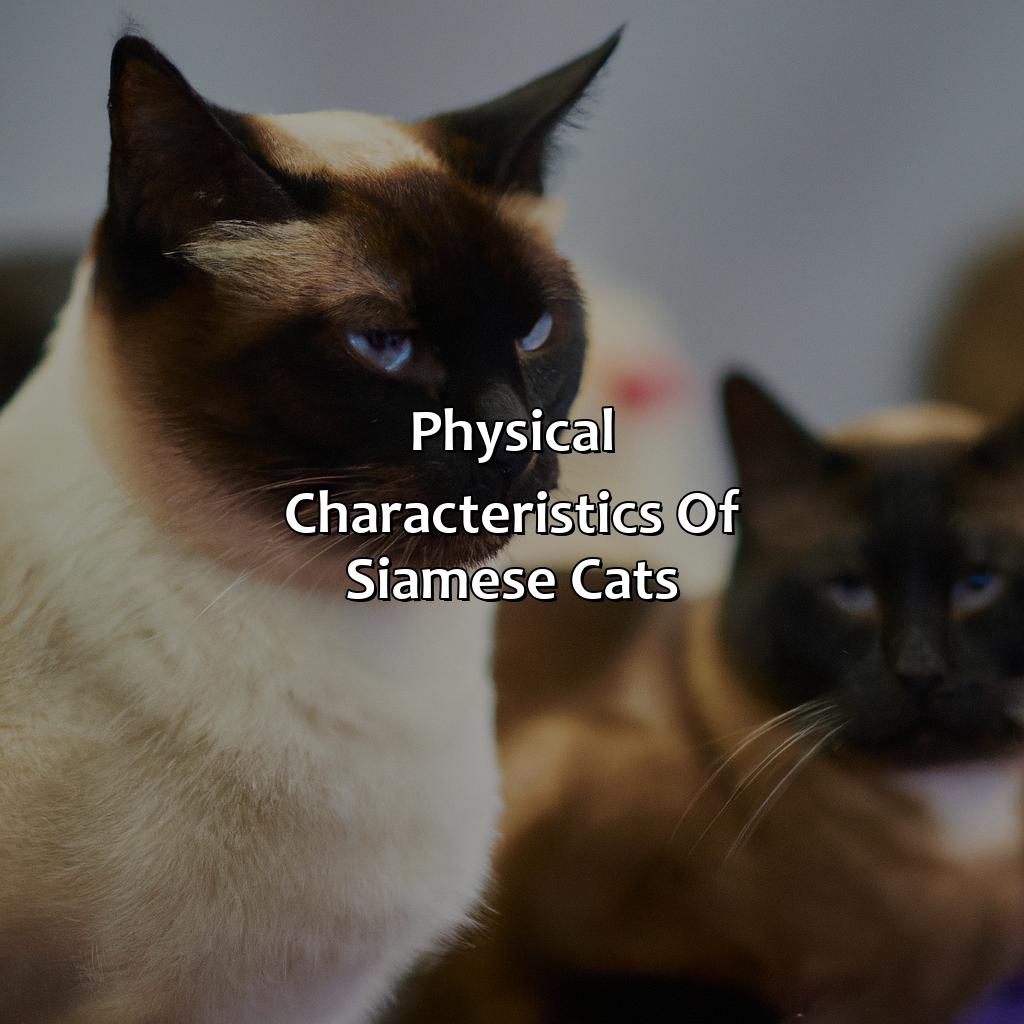 Physical Characteristics Of Siamese Cats  - What Color Are Siamese Cats, 