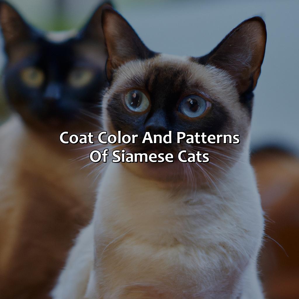 Coat Color And Patterns Of Siamese Cats  - What Color Are Siamese Cats, 