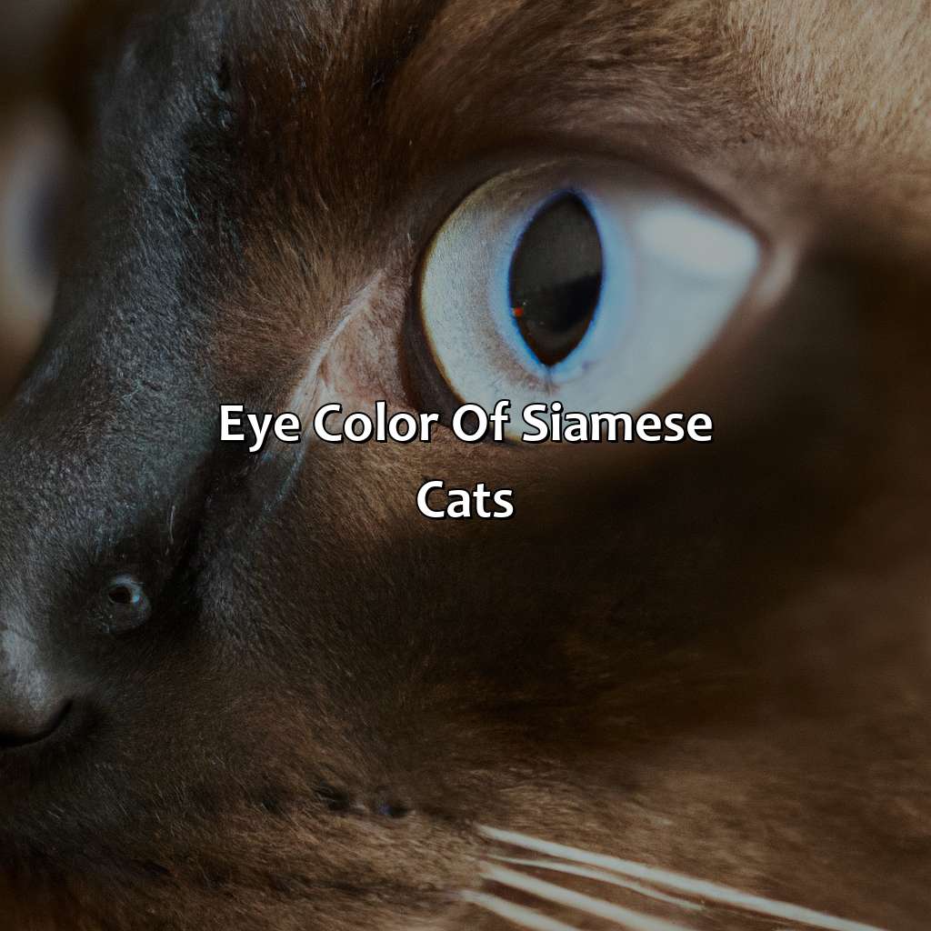 Eye Color Of Siamese Cats  - What Color Are Siamese Cats, 