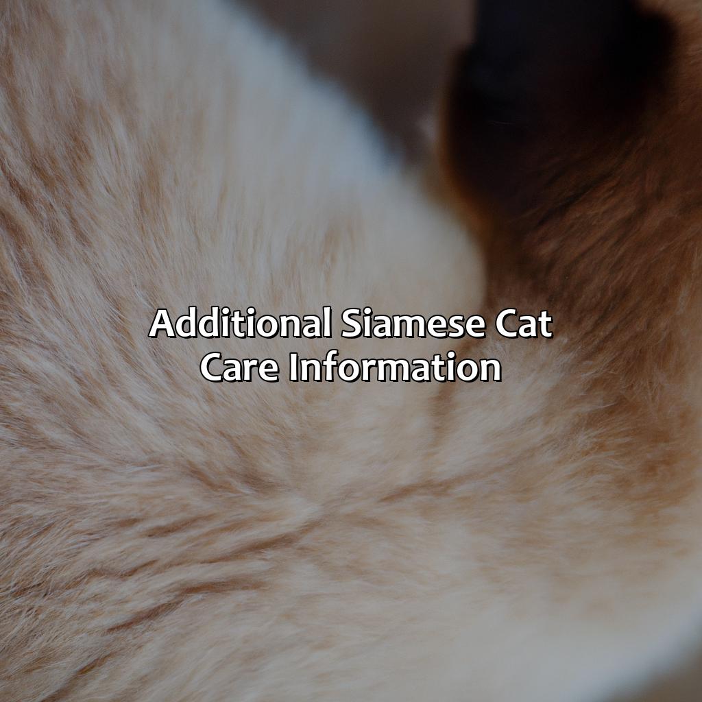 Additional Siamese Cat Care Information  - What Color Are Siamese Cats, 