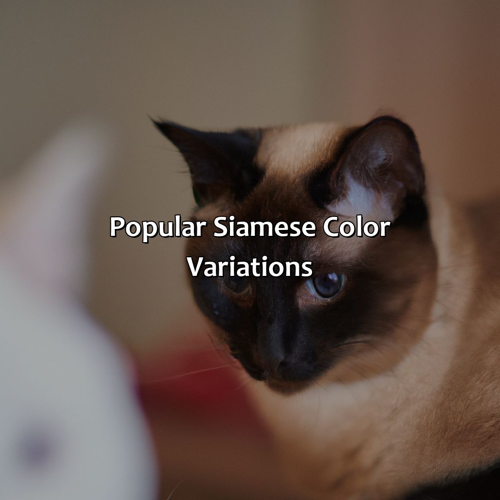 Popular Siamese Color Variations  - What Color Are Siamese Cats, 