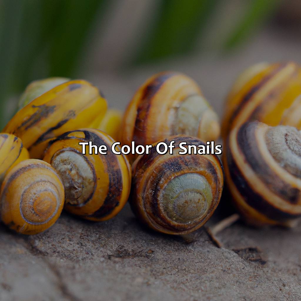 The Color Of Snails  - What Color Are Snails, 