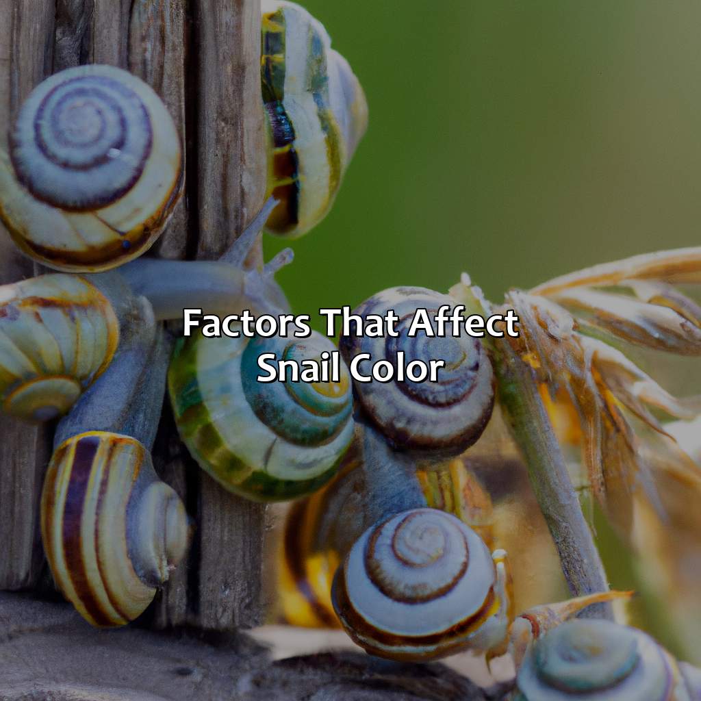 Factors That Affect Snail Color  - What Color Are Snails, 