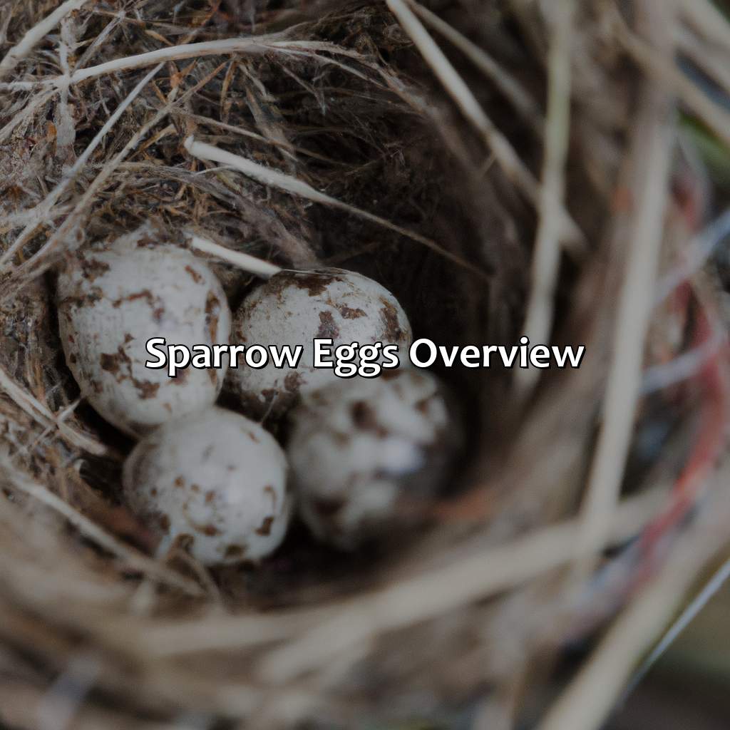 Sparrow Eggs: Overview  - What Color Are Sparrow Eggs, 