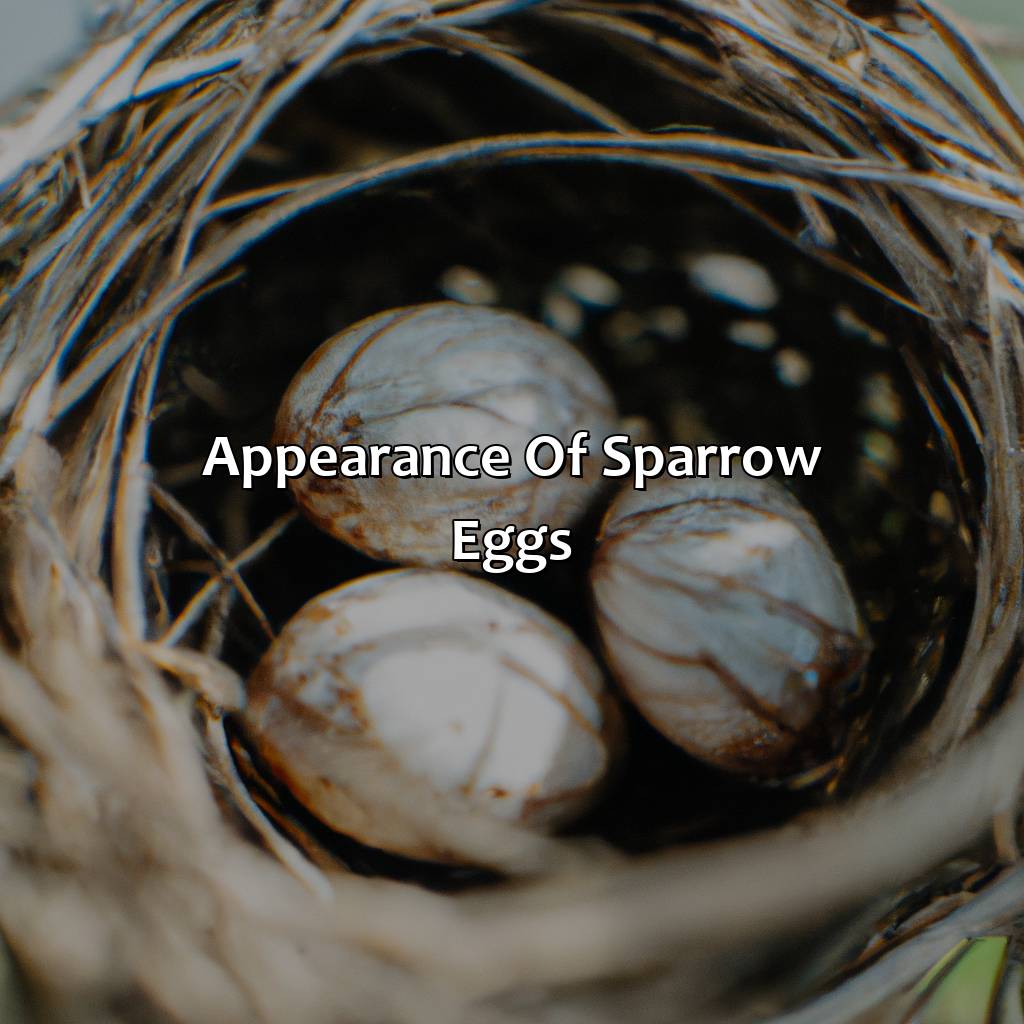 Appearance Of Sparrow Eggs  - What Color Are Sparrow Eggs, 