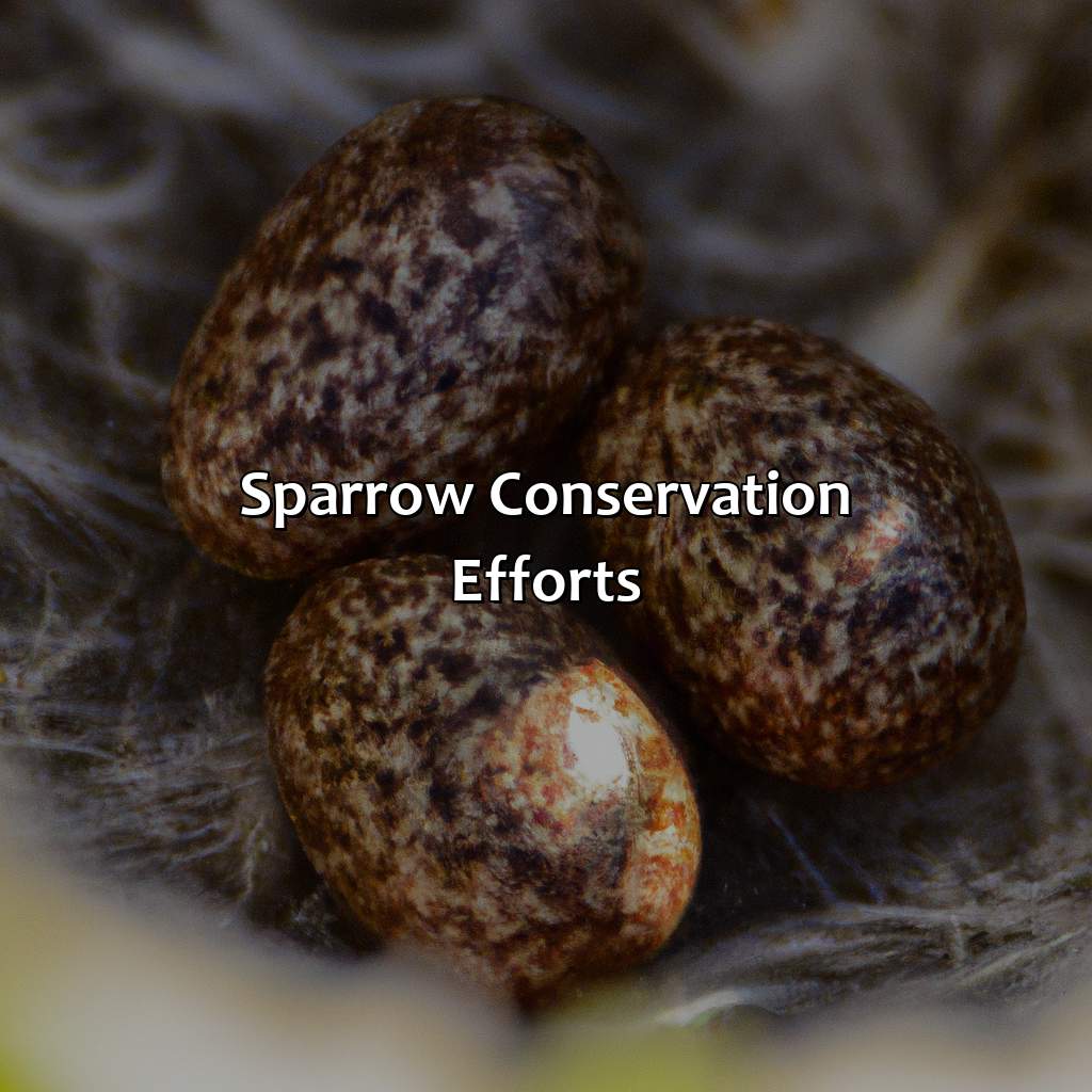 Sparrow Conservation Efforts  - What Color Are Sparrow Eggs, 