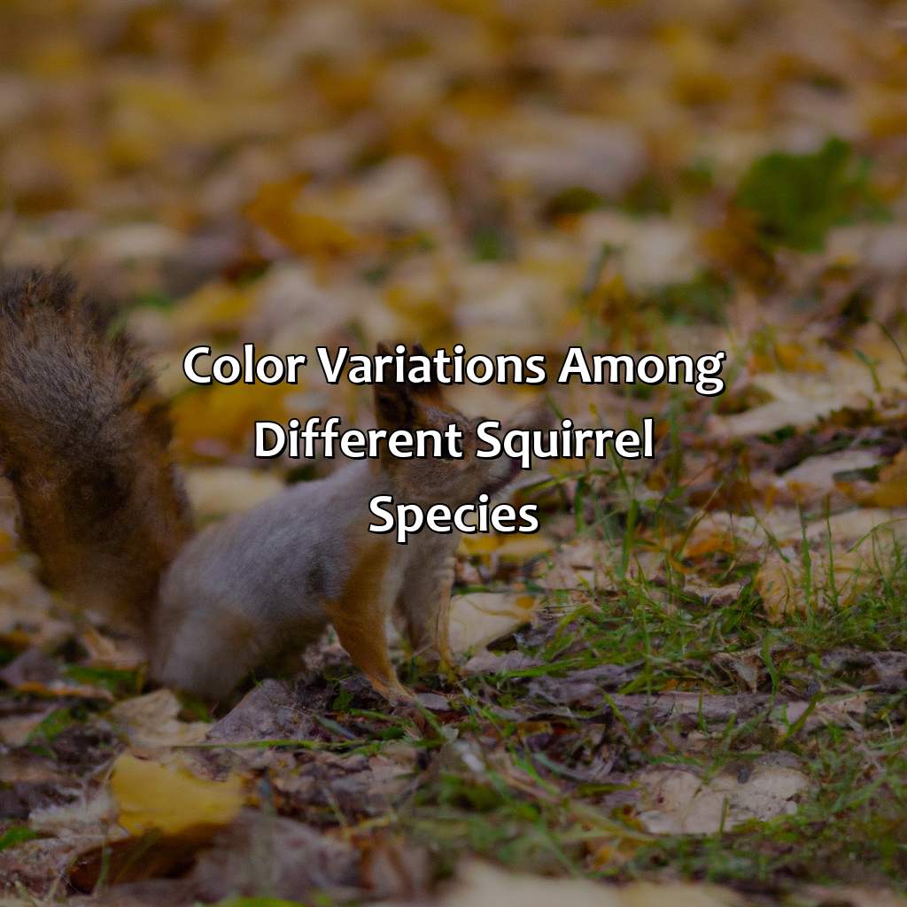 Color Variations Among Different Squirrel Species  - What Color Are Squirrels, 
