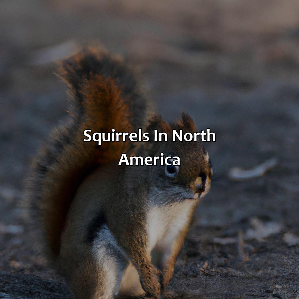 Squirrels In North America  - What Color Are Squirrels, 