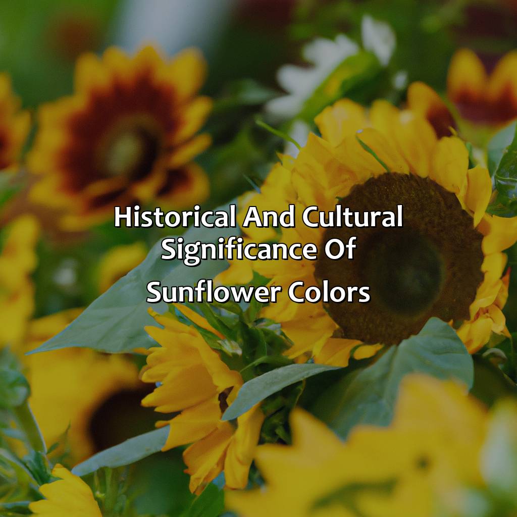 Historical And Cultural Significance Of Sunflower Colors  - What Color Are Sunflowers, 