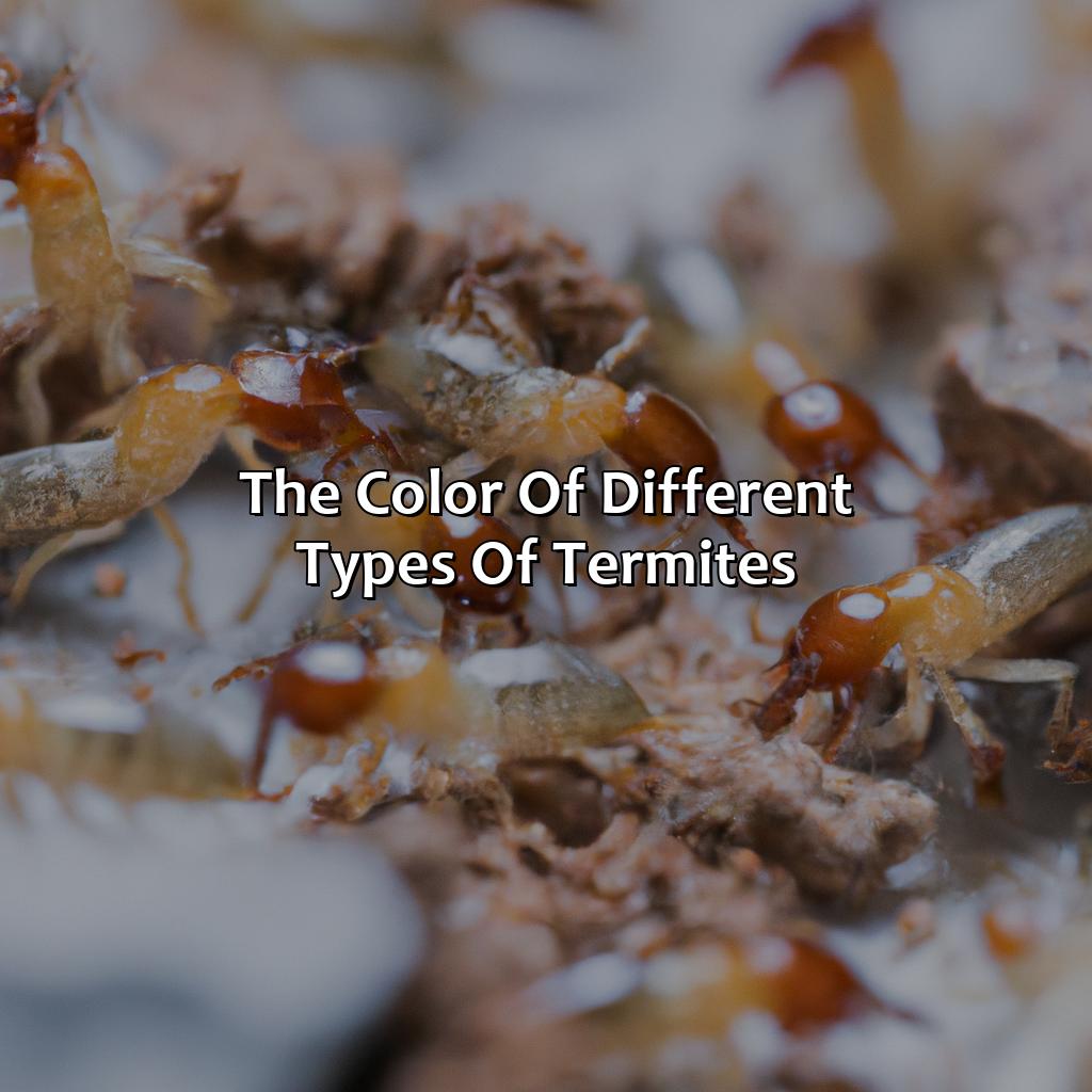 The Color Of Different Types Of Termites  - What Color Are Termites, 