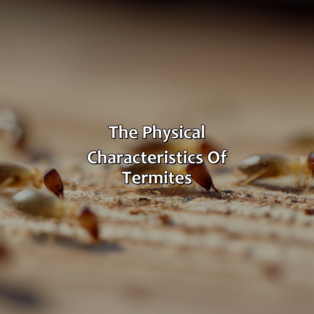 The Physical Characteristics Of Termites  - What Color Are Termites, 