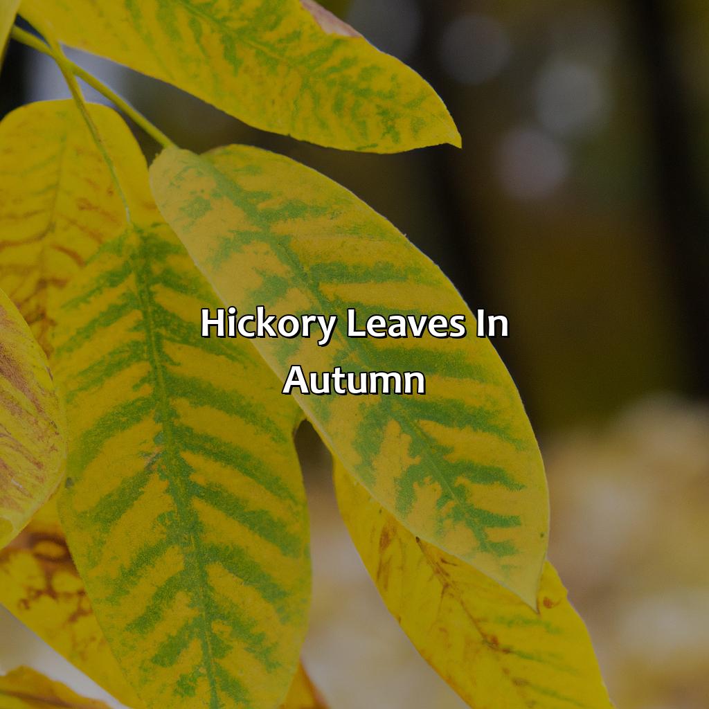 Hickory Leaves In Autumn  - What Color Are The Leaves Of Birch, Tulip Poplar, Redbud And Hickory Trees In Autumn?, 
