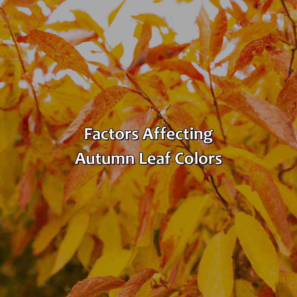 Factors Affecting Autumn Leaf Colors  - What Color Are The Leaves Of Birch, Tulip Poplar, Redbud And Hickory Trees In Autumn?, 