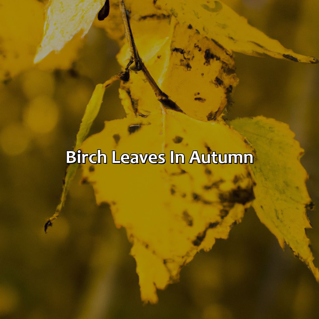 Birch Leaves In Autumn  - What Color Are The Leaves Of Birch, Tulip Poplar, Redbud And Hickory Trees In Autumn?, 