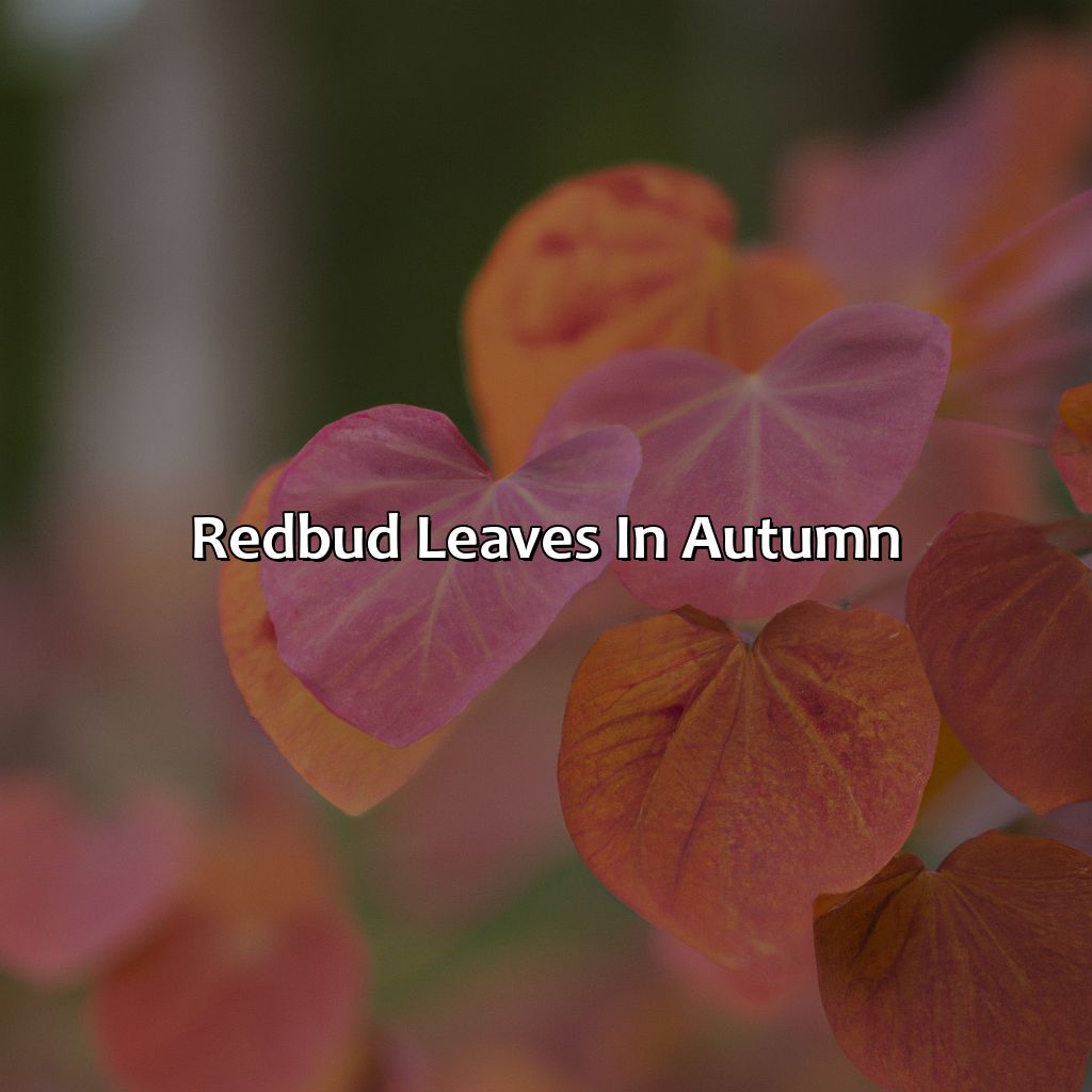 Redbud Leaves In Autumn  - What Color Are The Leaves Of Birch, Tulip Poplar, Redbud And Hickory Trees In Autumn?, 