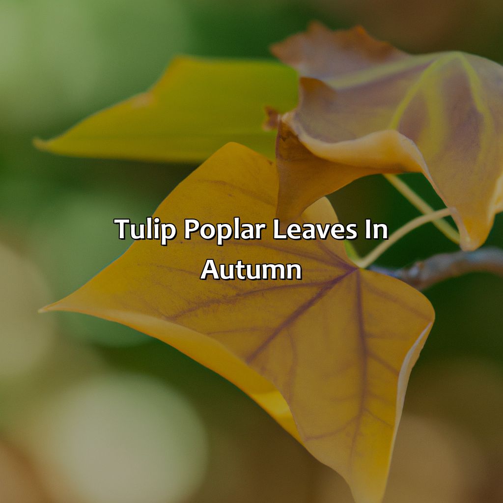 Tulip Poplar Leaves In Autumn  - What Color Are The Leaves Of Birch, Tulip Poplar, Redbud And Hickory Trees In Autumn?, 