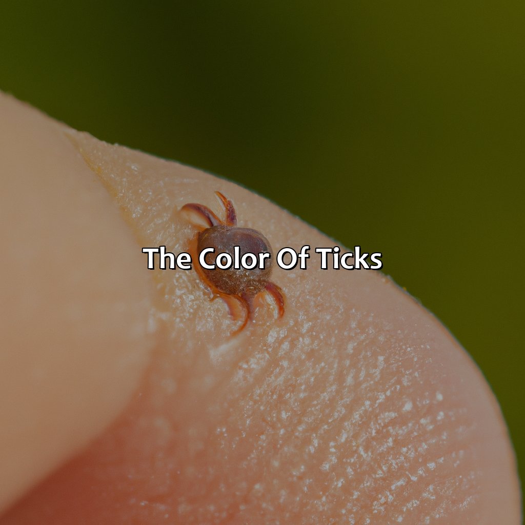 The Color Of Ticks  - What Color Are Ticks, 