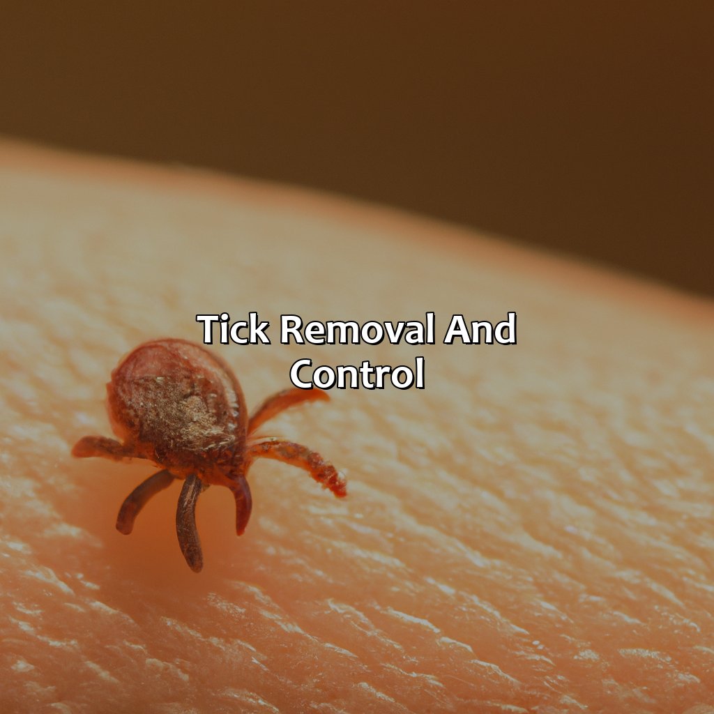 Tick Removal And Control  - What Color Are Ticks, 