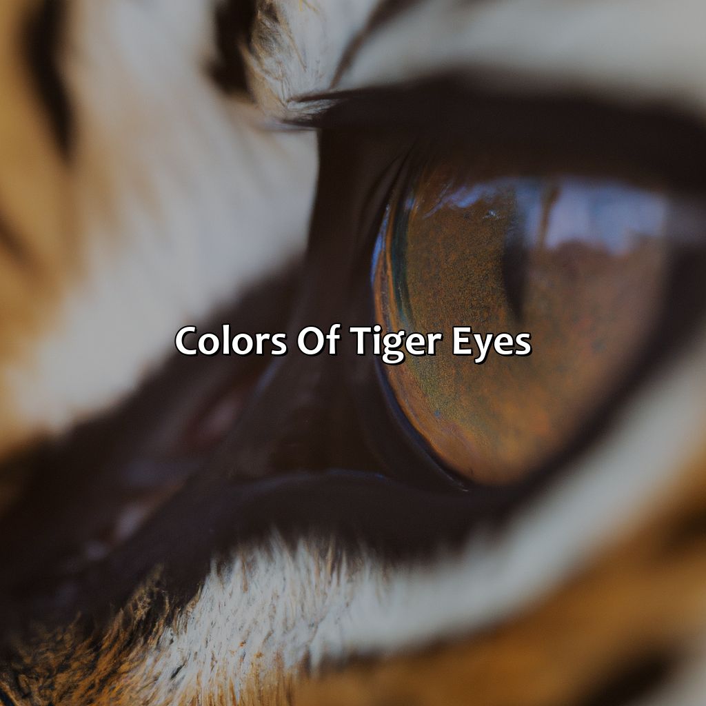 Colors Of Tiger Eyes  - What Color Are Tigers Eyes, 