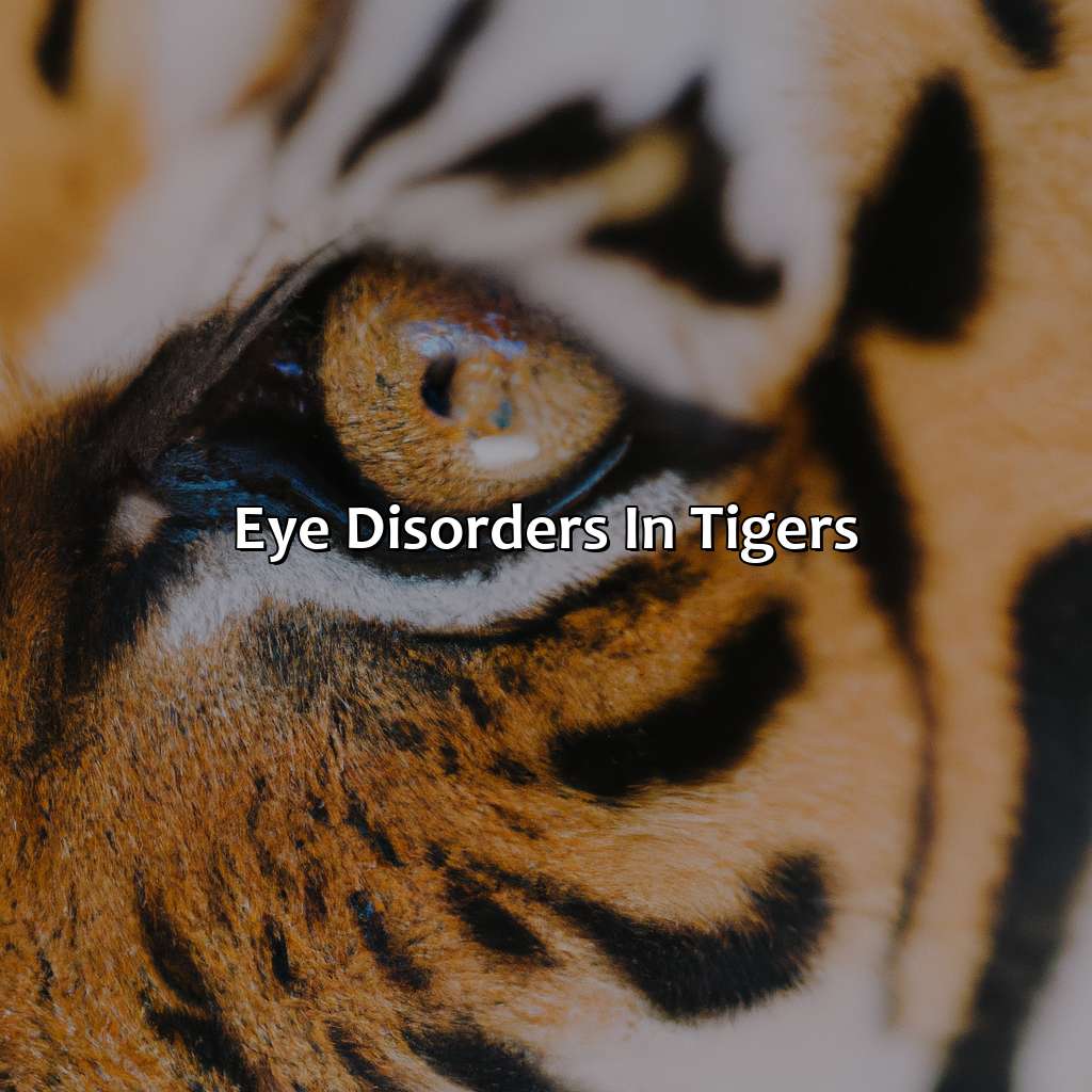Eye Disorders In Tigers  - What Color Are Tigers Eyes, 
