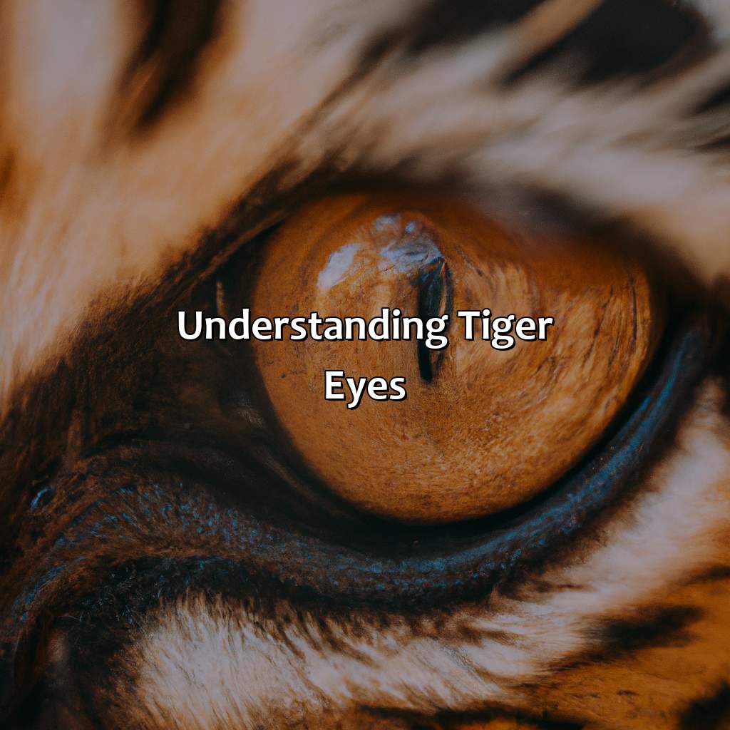 Understanding Tiger Eyes  - What Color Are Tigers Eyes, 