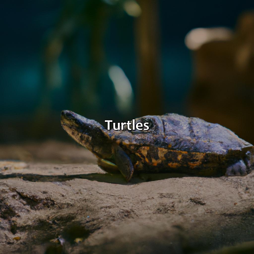 Turtles  - What Color Are Turtles, 