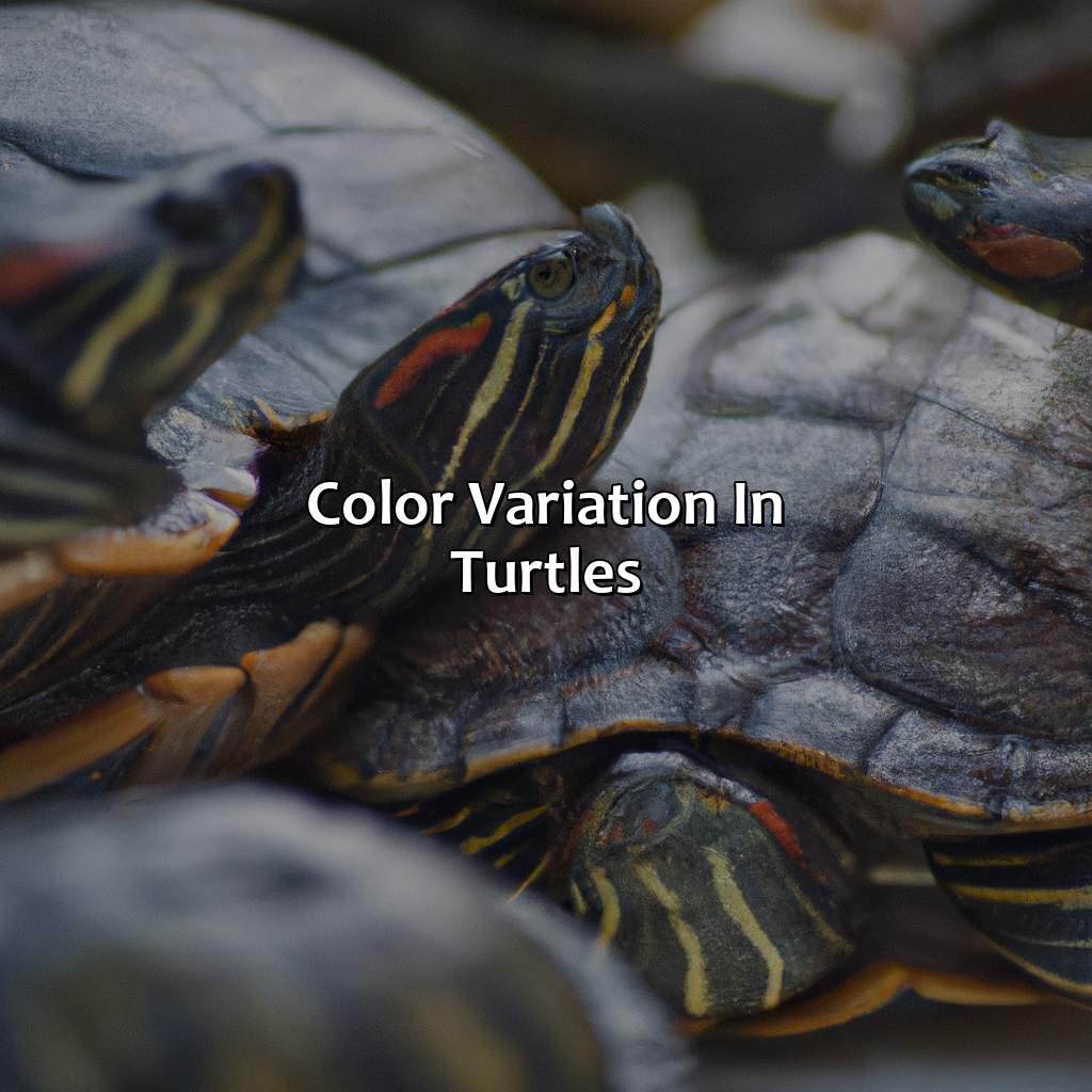 Color Variation In Turtles  - What Color Are Turtles, 