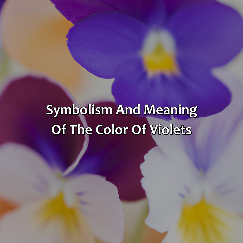 Symbolism And Meaning Of The Color Of Violets  - What Color Are Violets, 
