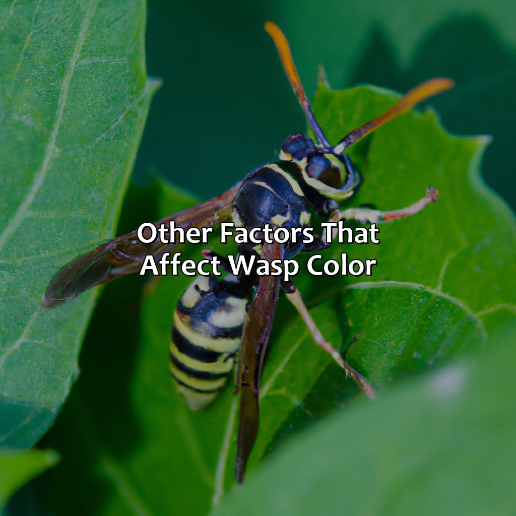 Other Factors That Affect Wasp Color  - What Color Are Wasps, 